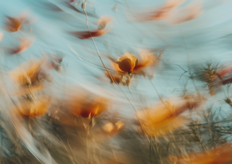 Blurred flowers