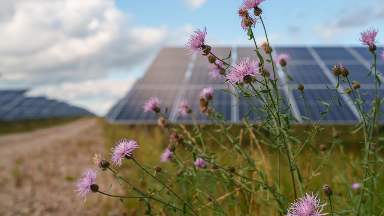 Nidzica solar park