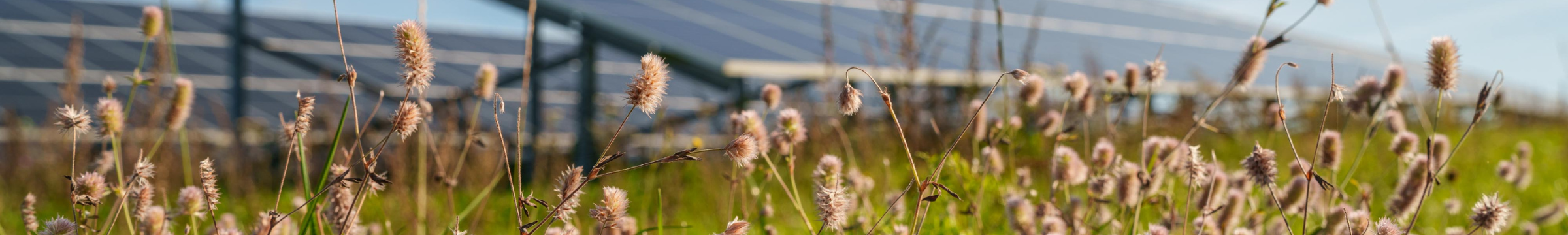 View of solar farm with grasses in the foreground