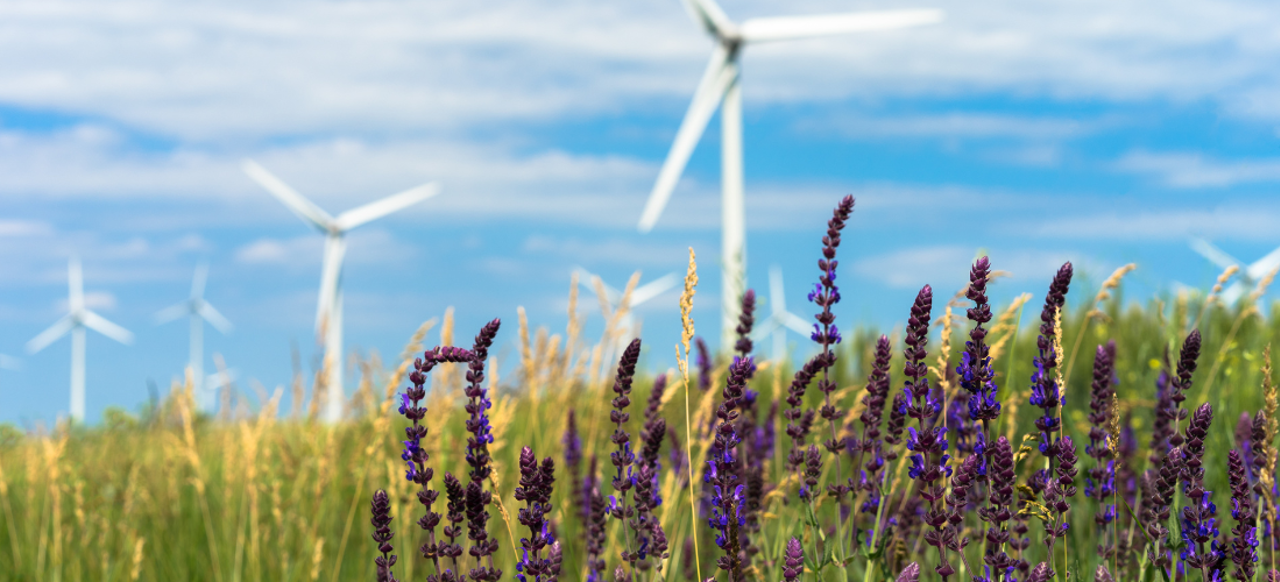 Turbina wiatrowa i kwiaty